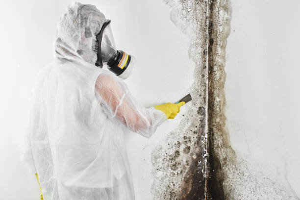 Best Commercial Mold Removal  in Lorton, VA