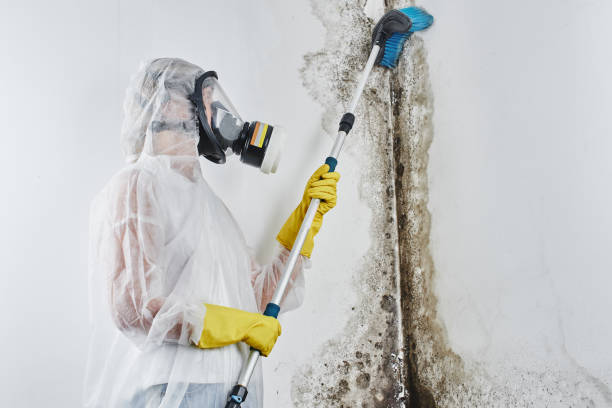 Lorton, VA Mold Removal Company