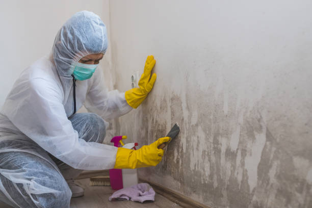 Best Black Mold Removal  in Lorton, VA