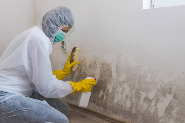 Best Mold Remediation  in Lorton, VA