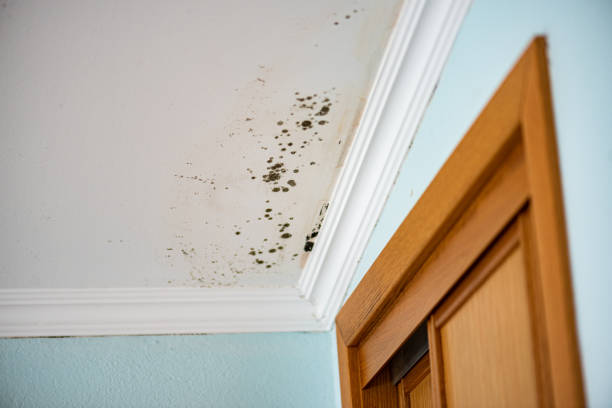 Best Mold Testing  in Lorton, VA