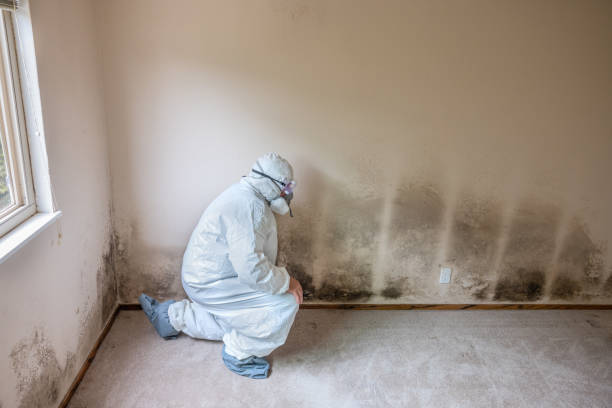 Best Mold Testing  in Lorton, VA