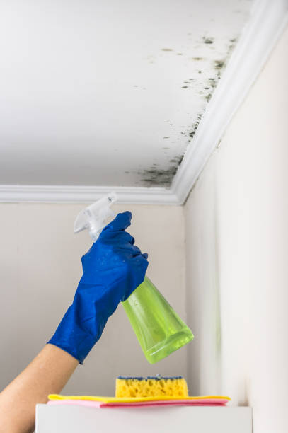 Best Attic Mold Removal  in Lorton, VA